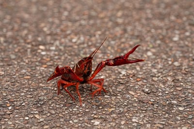 みちのくPARKプチボラ体験「アメリカザリガニを獲ろう」 イメージ画像1