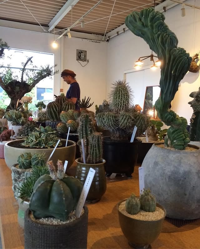 Roots green market