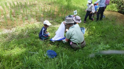 里山自然観察会「田んぼの生きもの探検隊 夏編」