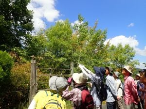 秋の七草と植物観察会 (自由参加)