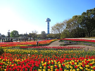 チューリップ花壇