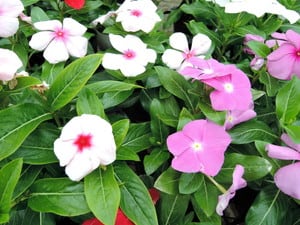 寄せ植えつくり