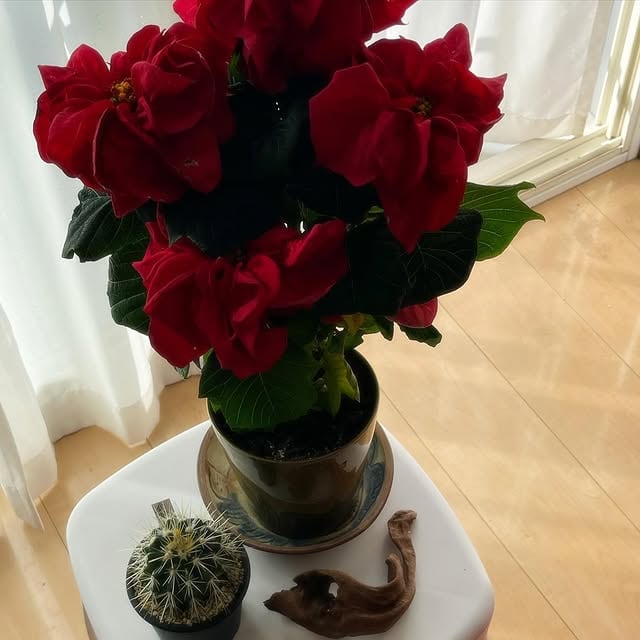 JIYUGAOKA BOTANICAL MARKET Vol.2 花がなくちゃ生きていけない