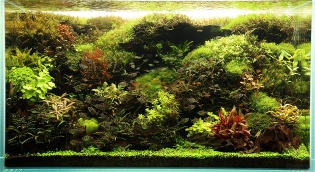 アマゾン展🐟