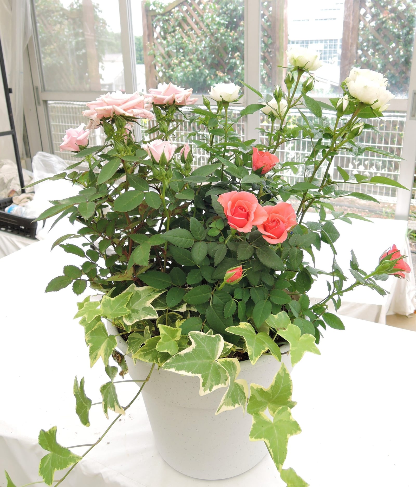 ミニバラの寄せ植え