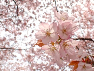 お花見フェア（2026年）
