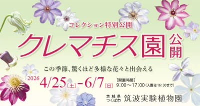 はじめてのクレマチス栽培 5月1９日（火・無料入園）