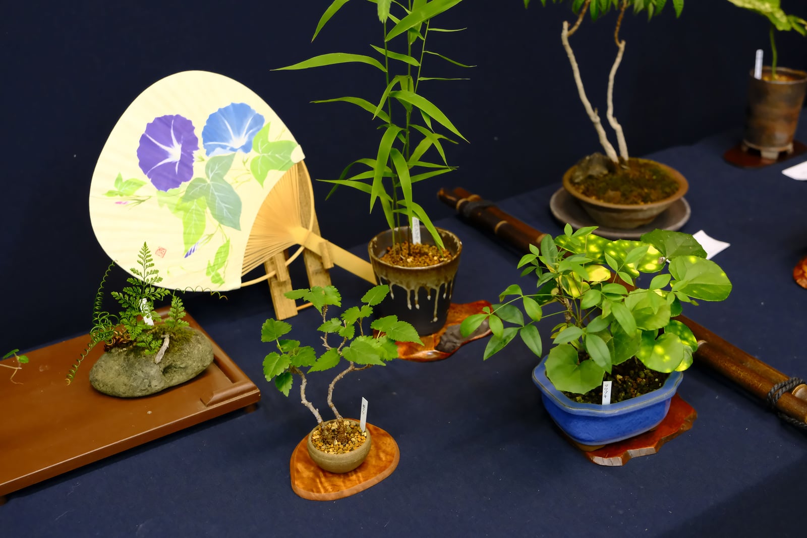 夏草納涼盆栽展