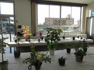 晩秋の山草展