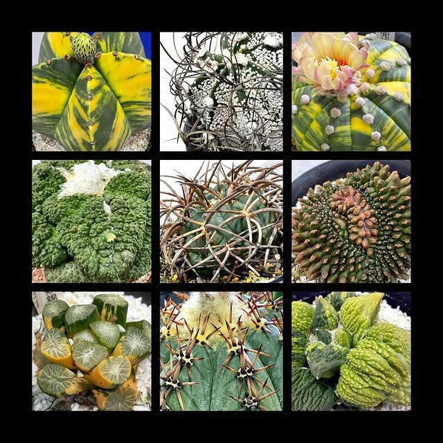 第51回 植物園サボテン展