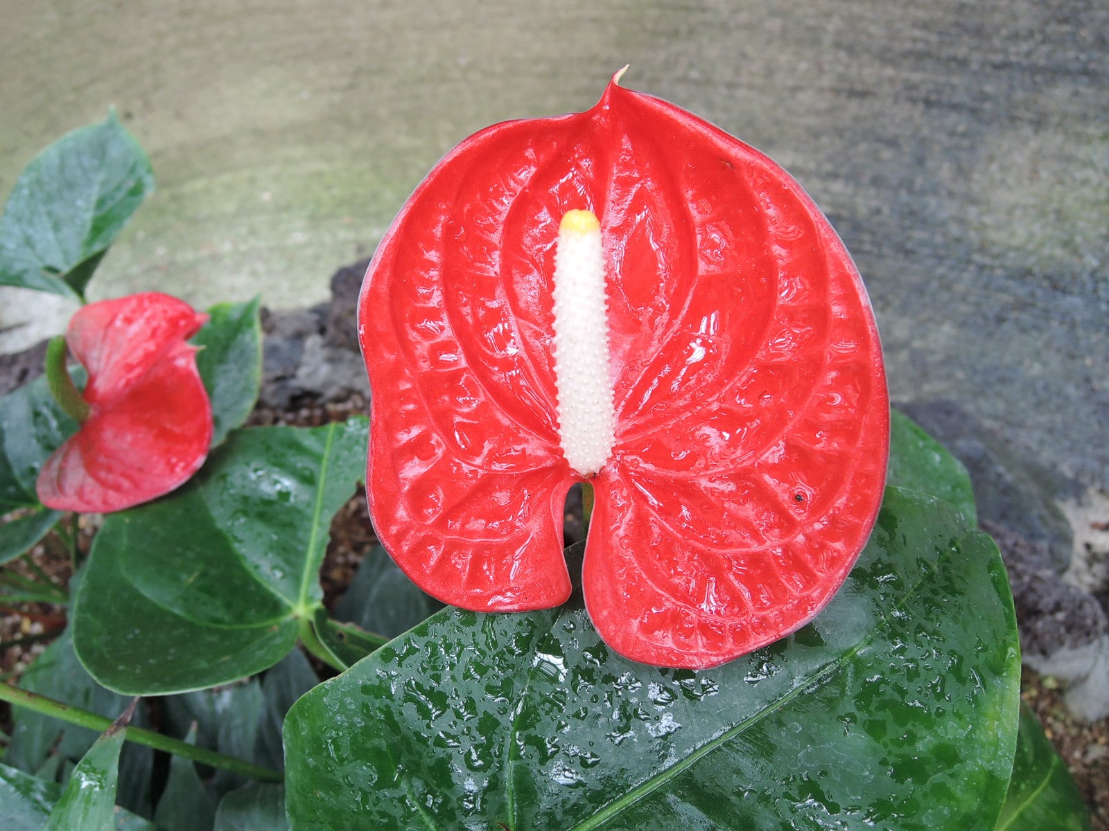 アンスリウムをつかった観葉植物の寄せ植え