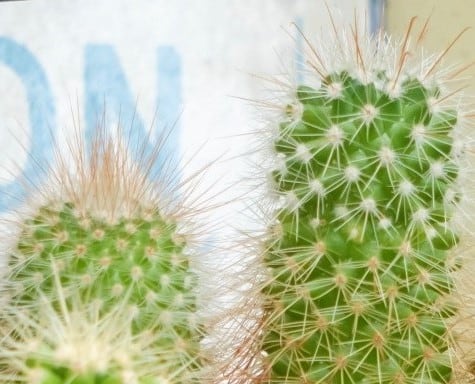 サボテンの寄せ植え