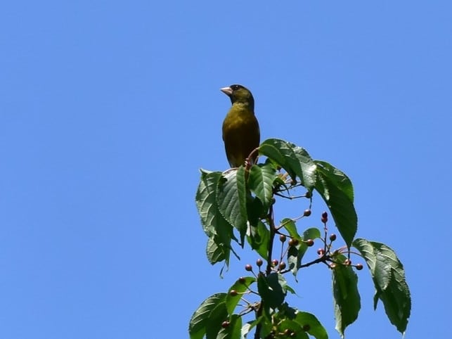 桜の枝先にとまる野鳥