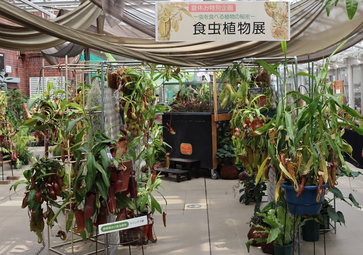 食虫植物展