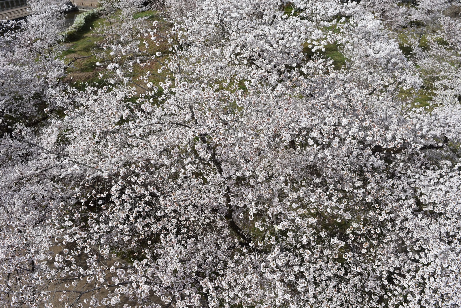 【4/9(木)～4/12(日)】京都府立植物園サクラガイド