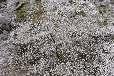 【4/9(木)～4/12(日)】京都府立植物園サクラガイド