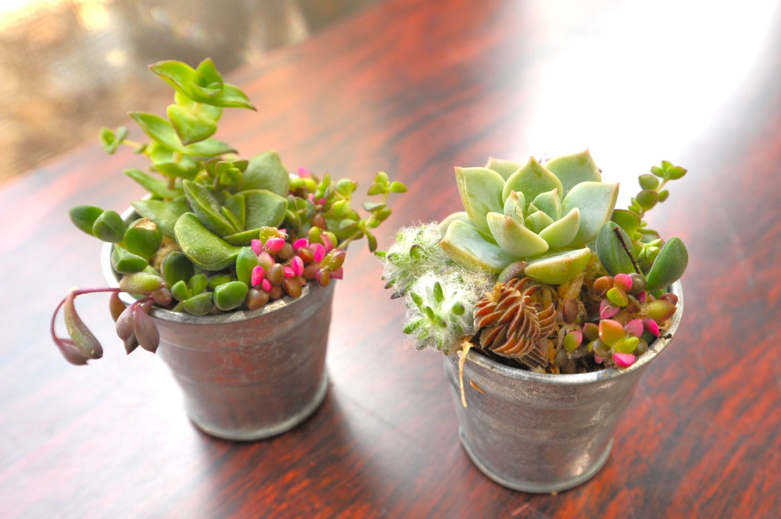 多肉植物の寄せ植え&お花の販売