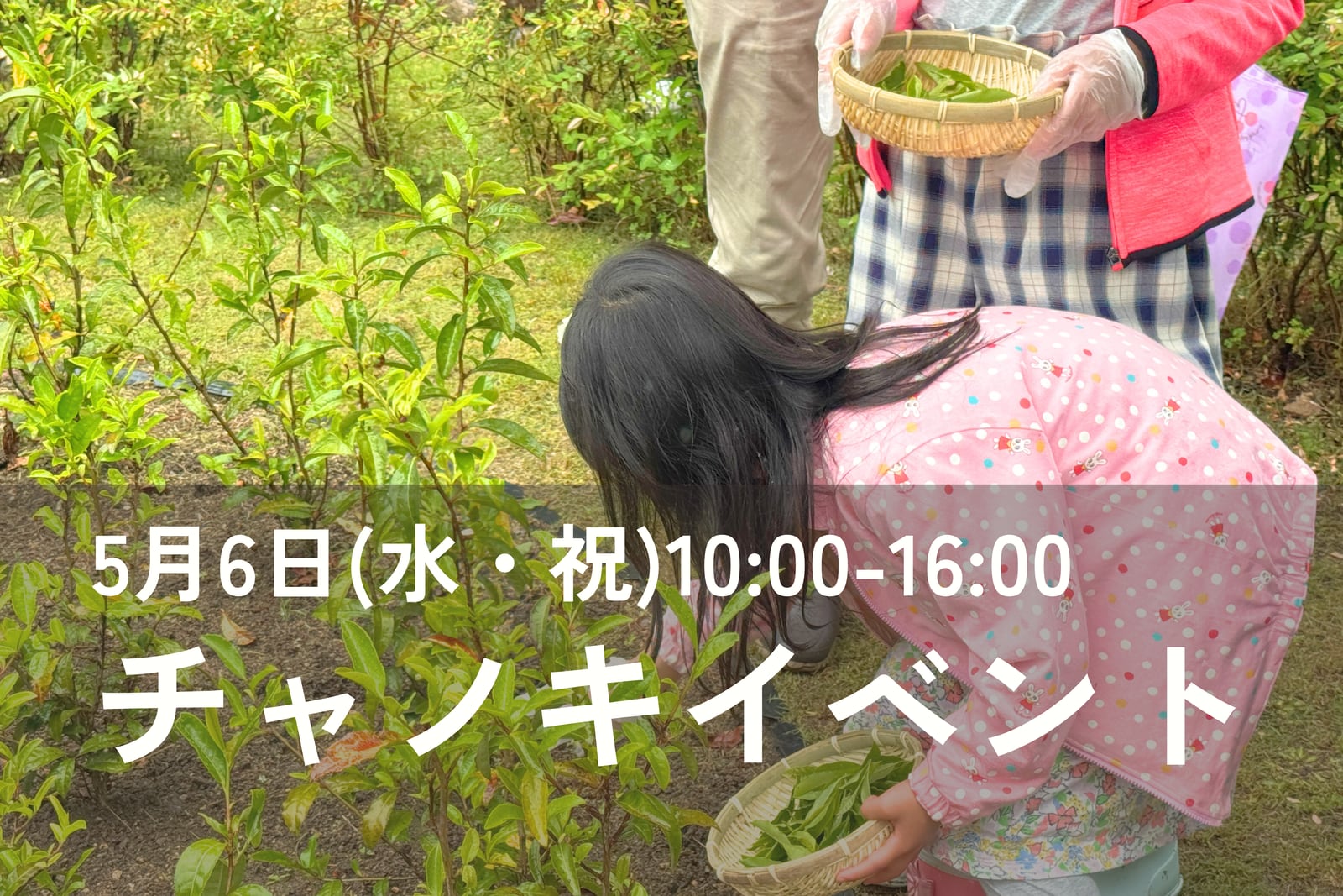 チャノキイベント