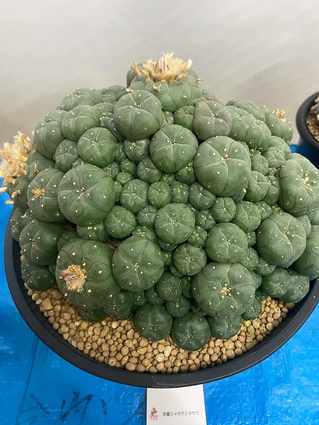 7月例会