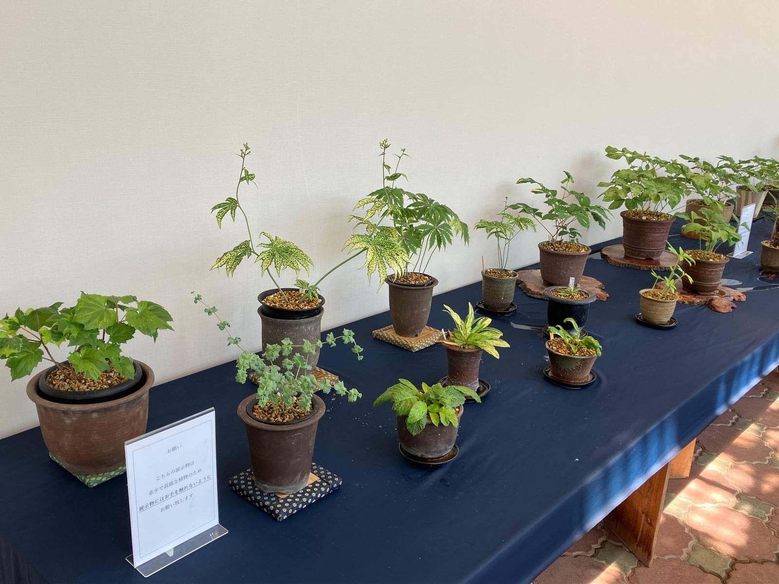 斑入り希少植物とセッコク展