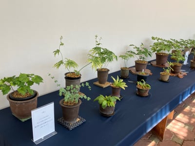 斑入り希少植物とセッコク展