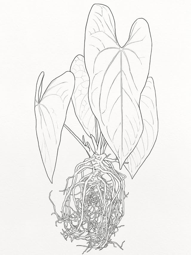 Anthurium Festival|Chapter 2