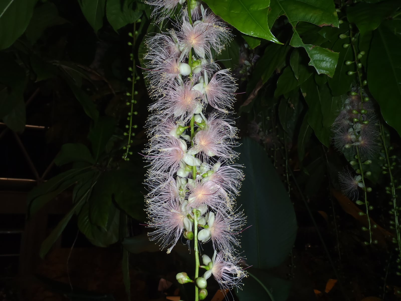 熱帯植物ドーム展示「香りと味と彩りと」