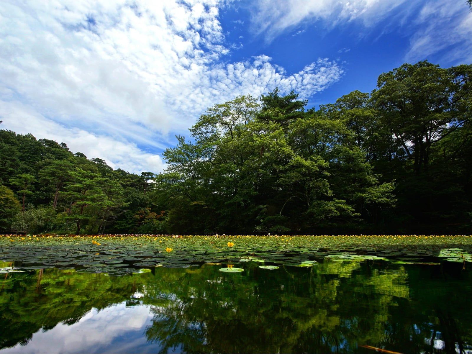 森林ガイドツアー