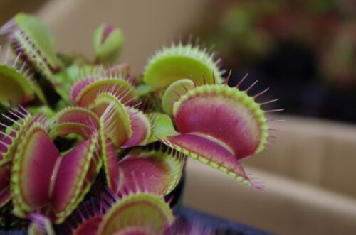 食虫植物教室