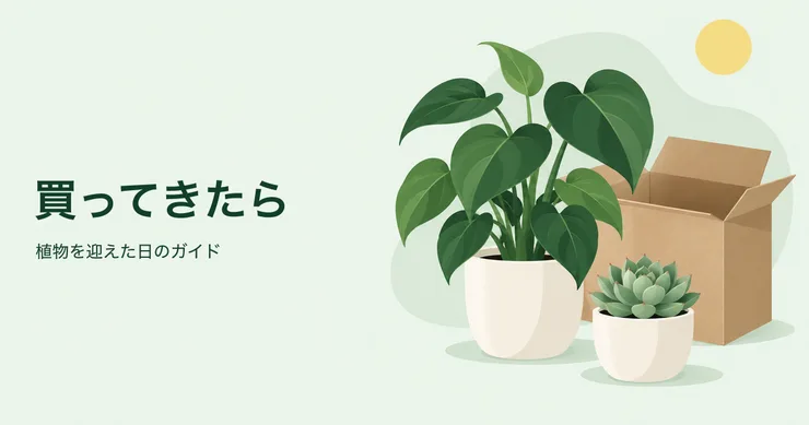 持ち帰った観葉植物と多肉植物を描いたイラスト。買ってきたら