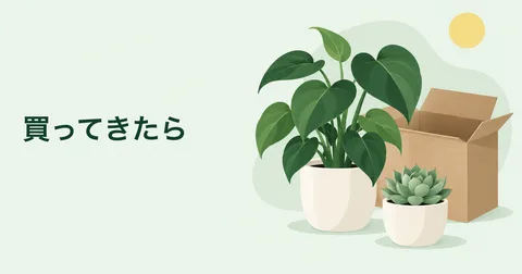 持ち帰った観葉植物と多肉植物を描いたイラスト。買ってきたら