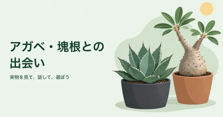 アガベと塊根植物を描いたイラスト。アガベ・塊根との出会い