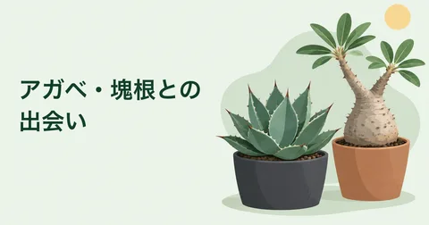 アガベと塊根植物を描いたイラスト。アガベ・塊根との出会い